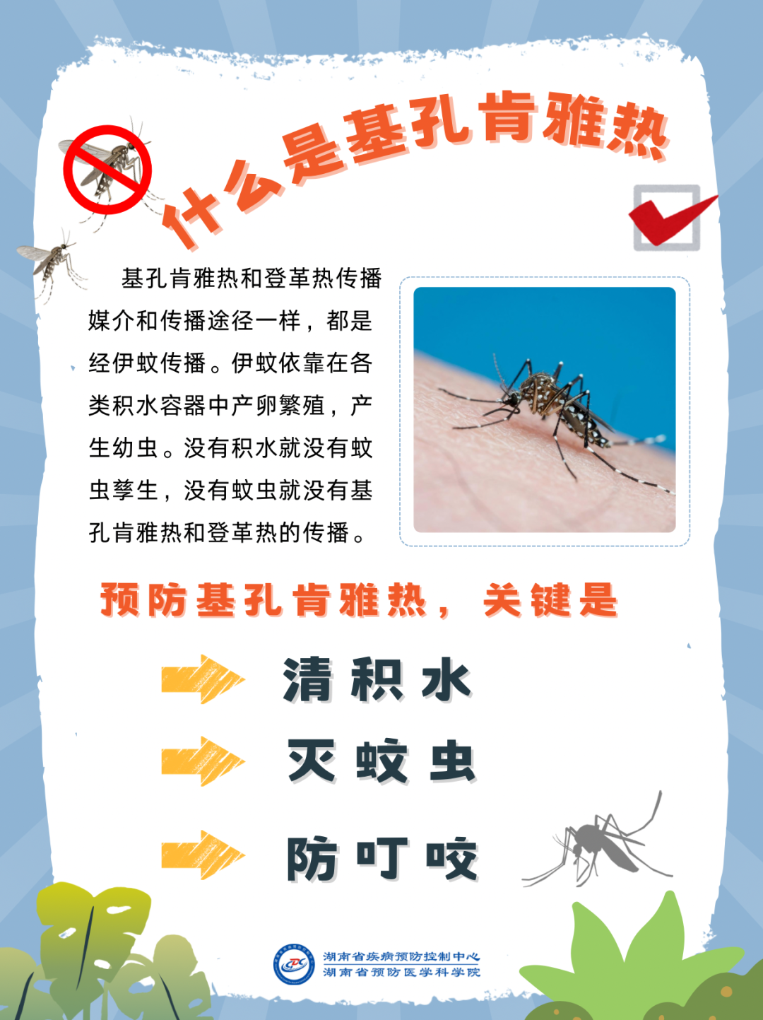 2-預(yù)防基孔肯雅熱做好關(guān)鍵三點(diǎn).png